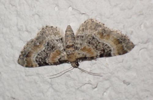Réf. 299 366 : Eupithecia (pulchellata-pyreneata)